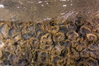 Anthopleura elegantissima (Aggregating Anemone)