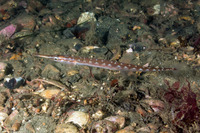 Aulorhynchus flavidus (Tubesnout)