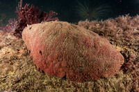 Cryptochiton stelleri (Gumboot Chiton)