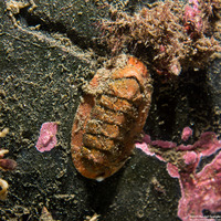 Lepidozona cooperi (Cooper's Chiton)