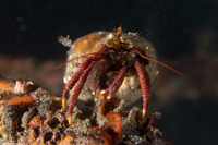 Pagurus hemphilli (Maroon Hermit Crab)