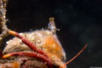 Polycera atra (Black Dorid)