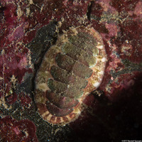 Dendrochiton flectens (Painted Dendrochiton)