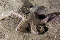 Astropecten armatus (Spiny Sand Star)