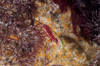 Semicossyphus pulcher (California Sheephead)