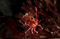 Pugettia richii (Cryptic Kelp Crab)
