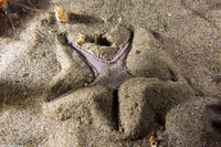 Astropecten armatus (Spiny Sand Star)