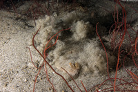 Pleuronichthys coenosus (C-O Sole)