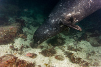 Phoca vitulina (Harbor Seal)