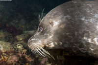 Phoca vitulina (Harbor Seal)
