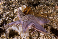 Astropecten armatus (Spiny Sand Star)