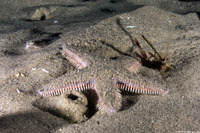 Astropecten armatus (Spiny Sand Star)