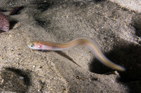 Ophidion scrippsae (Basketweave Cusk-Eel)