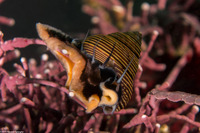 Calliostoma ligatum (Blue Top Snail)