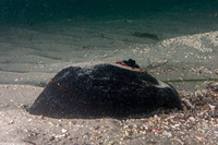 Megathura crenulata (Giant Keyhole Limpet)