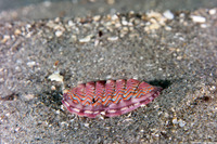 Tonicella lokii (Flame Lined Chiton)