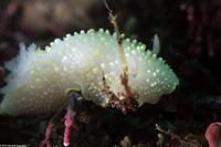 Cadlina luteomarginata (Yellow Margin Cadlina)