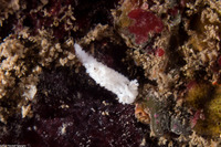 Aegires albopunctatus (Salt-and-Pepper Dorid)