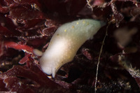 Cadlina sparsa (Spotted Cadlina)