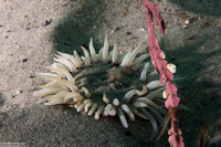 Anthopleura artemisia (Moonglow Anemone)