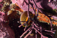 Tegula brunnea (Brown Turban Snail)