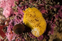 Peltodoris nobilis (Sea Lemon)