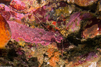 Tubulanus sexlineatus (Six-Lined Ribbon Worm)