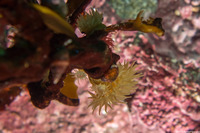 Epiactis prolifera (Proliferating Anemone)