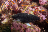 Atrimitra idae (Ida's Miter)