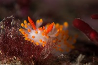 Limacia cockerelli (Cockerell's Dorid)