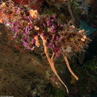 Family Didemnidae (Overgrowing Tunicate)