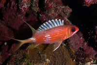 Holocentrus rufus (Longspine Squirrelfish)