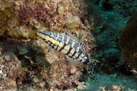 Serranus tigrinus (Harlequin Bass)