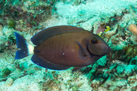Acanthurus chirurgus (Doctorfish)