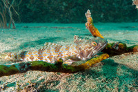 Synodus intermedius (Sand Diver)