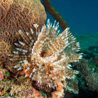 Sabellastarte magnifica (Magnificent Feather Duster)