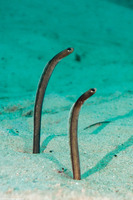 Heteroconger longissimus (Brown Garden Eel)