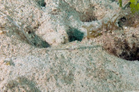 Coryphopterus venezuelae (Sand-Canyon Goby)
