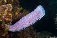 Callyspongia plicifera (Azure Vase Sponge)