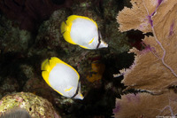 Chaetodon ocellatus (Spotfin Butterflyfish)
