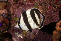Chaetodon striatus (Banded Butterflyfish)