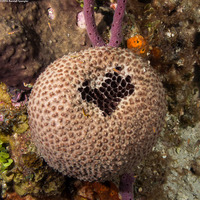 Ircinia strobilina (Black Ball Sponge)