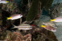 Lutjanus buccanella (Blackfin Snapper)