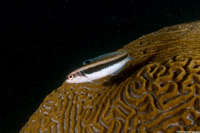 Thalassoma bifasciatum (Bluehead)