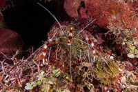Stenopus hispidus (Banded Coral Shrimp)