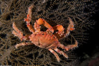 Mithrax hispidus (Coral Clinging Crab)