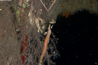 Phylum Nemertea (Ribbon Worm)