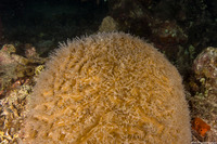 Meandrina meandrites (Maze Coral)