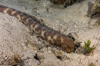 Holothuria thomasi (Tiger Tail Sea Cucumber)
