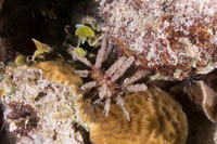 Eucidaris tribuloides (Slatepencil Urchin)